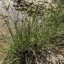 Image result for Pycreus mundtii