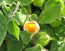 Image result for Physalis pubescens