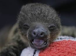 Sleepy Sloth A Baby Two Toed Sloth Yawns At Chiba Zoological Park Near Tokyo From Nbc Two Toed Sloth Sloth African Animals