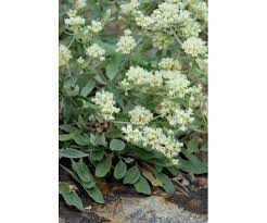 Image result for Cycnium jamesii