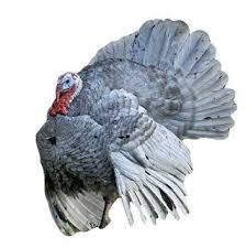 Jenis Ayam Kalkun Kalkun Ternak Ayam Ayam