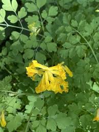 Image result for Fumariaceae