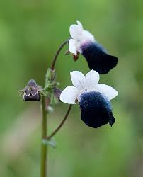 Image result for Selago anatrichota × goetzei