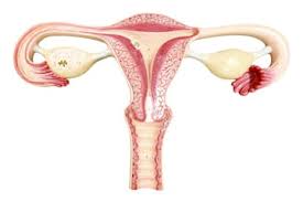 Que Causa El Flujo Vaginal Marron Ccm Salud