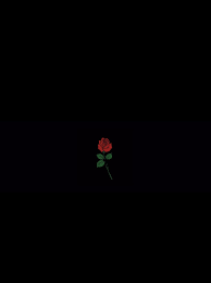 Aesthetic Black And Red Rose Wallpaper Pin By Tj On My Fave Backgrounds Iphone Wallpaper Rose Wallpaper Black Wallpaper