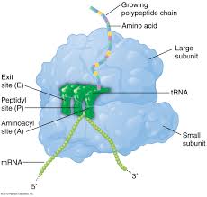 Rrna & globin mrna removal selection guide. Rrna Trna Mrna Complex