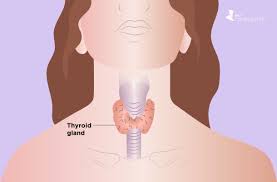 Hypothyroidism And Arthritis Understanding The Link