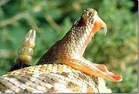 Animais Ariscos Alguns Nao Podem Ser Domesticados Animais Cultura Mix