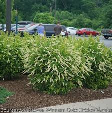 Image result for Itea