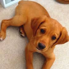 Golden retriever mixes—as with any crossbreeds—are more uniquely colored and have more varied personalities than purebreds. Pin By Sarah Brockway On Pets Lab Mix Puppies Puppy Dog Pictures Puppies
