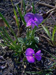 Image result for Vigna frutescens