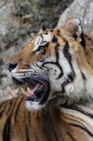 pin by barbara palvin on my tiger feline beautiful cats big cats