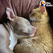 Pets at peace canberra and districts jewellery assieraad cap cremation, jewellery, clothing accessories, charms pendants, urn png. Pets At Peace Pet Cremations Facebook