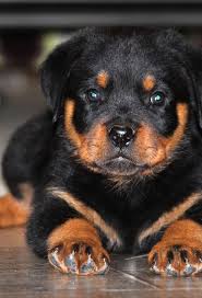 Find local rottweiler in dogs and puppies in the uk and ireland. Free Download Rottweiler Puppies 3wallpapers Iphone Parallax 1040x1526 For Your Desktop Mobile Tablet Explore 48 Rottweiler Puppies Wallpaper Rottweiler Wallpapers For Desktop Rottweiler Hd Wallpaper Rottweiler Screensavers And Wallpaper