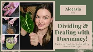See full list on thespruce.com Alocasia Dividing Finding Bulbs Dormant Tubers Part 2 Youtube