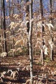 Perhaps you want to gift a tree to someone to mark a special occasion. In The Garden Beech Nut Crozet Gazette