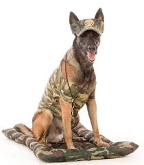 Some places call it a boot camp and others call it a train and stay. Doggy Boot Camp K 9 Specialist