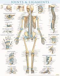 This article is about the different types of joints in the human body and joints are articulations in the human skeletal system, in other words, these are places where bones meet. A Diagram Of Joints And Bones In The Human Body Skeletal System Definition Function And Parts Biology Dictionary In Terms Of Stress At The Joint Imagine Jumping In The Air