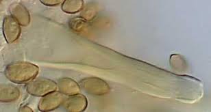 Image result for Inocybe hystrix