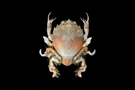 Image result for Crabbea nana