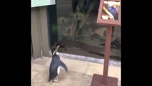 And amazon really does have a culture of sharp elbows so if you want the job, you'll need to hide your discomfort with conflict or at least show it won't stand in the. Penguin Gets To Explore The Shut Down Shedd Aquarium Has Its Mind Blown By Fish Tank Digg