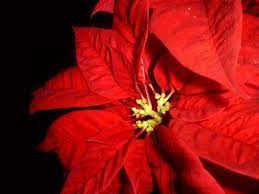 How To Make A Mexican Christmas Centerpiece Ehow Poinsettia Plant Poinsettia Care Poinsettia Tree