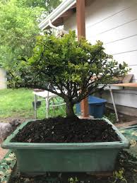 Printed area is 99mm wide x 250mm tall. Thought I Could Make More Happen With This Japanese Holly But It Looks Pretty Cool Just After Pruning Bonsai