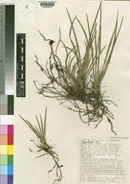 Image result for Ypsilopus erectus