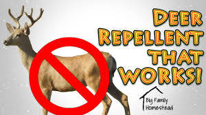 Check spelling or type a new query. How To Make Deer Repellent That Works Great Youtube