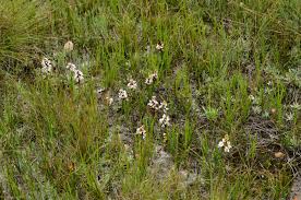 Image result for Disa saxicola