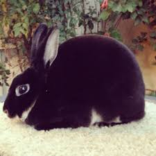 A wide variety of rex rabbit black. Black Otter Mini Rex They Are A Fur Breed With Plush Like Fur When Full Grown Bucks Weigh 3 4 1 2 Lb Ideal Wei Mini Rex Rabbit Show Rabbits Rabbit Wallpaper