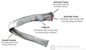 Mark the second rib and cartilage. The Ribs Rib Cage Articulations Fracture Teachmeanatomy