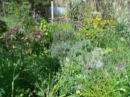 How to grow a food forest. Food Forest Portugal