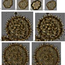 Image result for Sarcophrynium brachystachyum