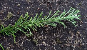 Image result for Pentzia incana