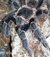 Lasiodora Difficilis Brazilian Fire Red Birdeater A Greg Red Fire Tarantula Brazilians