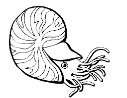The first two are based on our block a; Animal Coloring Related Pictures Shell Coloring Page Sea Snail Coloring Home
