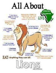 My All About Lions Book Workbook African Animal Unit Study Animal Science Lessons Animal Lessons Study Unit