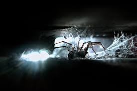These tips will help you get spiders out of your basement. 7 Methods That Keep Spiders Out Of The Basement