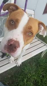 When you adopt love, you're changing their life and yours. Available For Adoption Meet Bruce Indianapolis Animal Care Services Facebook
