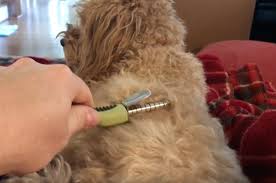 Teddy is a new client. When Do Goldendoodle Puppies Need Their First Haircuts 5 Tips To A Better Grooming Experience Goldendoodle Advice