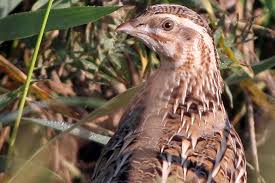 Wachtel ✔ найдено 7 значений слова ✔ wachtel: Vogelportrat Wachtel Nabu