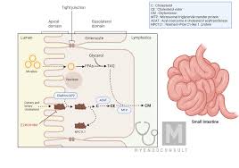 Image result for Ezetimibe
