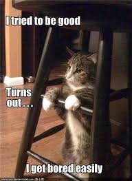 Bored Kitty Funny Cats Funny Cat Pictures Funny Animal Quotes