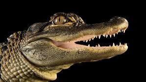 لماذا يملك الثعبان قضيبين ذكريين ولماذا يكون قضيب التمساح دائما منتصبا