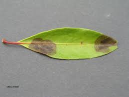 It is susceptible to leaf spot and. Mountain Laurel Phytophthora Leaf Spot Cooperative Extension Insect Pests Ticks And Plant Diseases University Of Maine Cooperative Extension