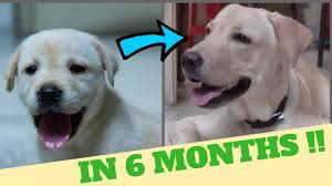 Check spelling or type a new query. How Big Will A Labrador Puppy Get