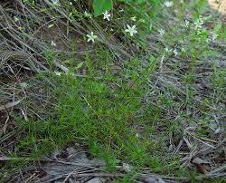 Image result for Mostuea microphylla