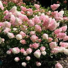 Image result for hydrangea paniculata vanille fraise