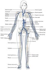 Drawing of a body showing blood vessels. Circulatory Pathways Anatomy And Physiology Ii